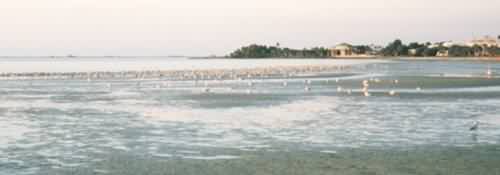 Cooglers Beach at low tide, populated by birds